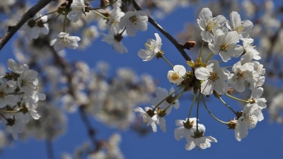 До 21 градуса тепла ожидается в мегаполисах Казахстана