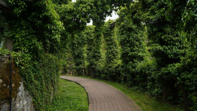 Алматинцев научат ухаживать за больными деревьями: стартовал набор волонтеров