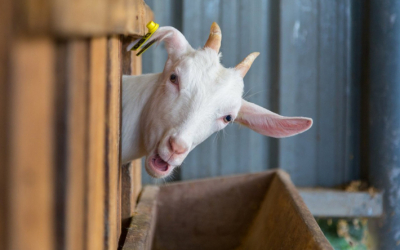 Козу украли в пригороде Актобе