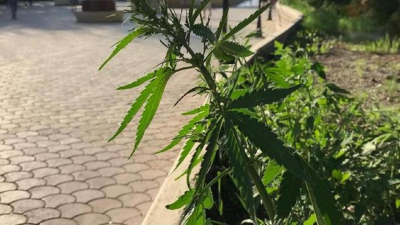 Клумбы с коноплей в Петропавловске удивили горожан