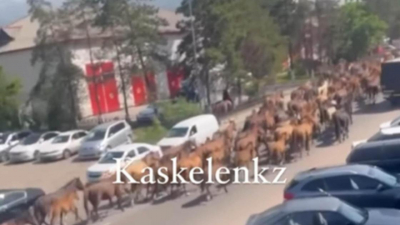 Около 200 лошадей проскакали по оживленной дороге в Каскелене (видео)