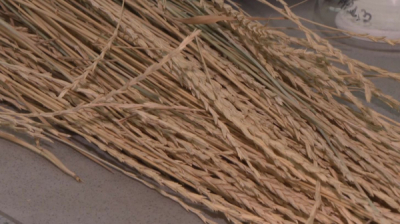 Алматинские учёные разработали технологию по выращиванию многолетней пшеницы