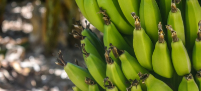 Выращивать бананы&nbsp;в промышленных объёмах впервые начали в Казахстане