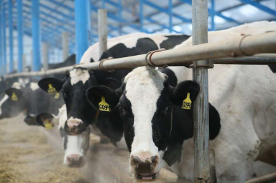 Работники АПК просят ускорить процедуры субсидирования