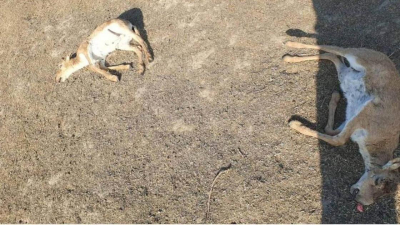 Туши около 150 мертвых сайгаков нашли в ЗКО