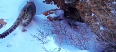 Один из снежных барсов "попозировал" на видеоловушку в нацпарке Туркестанской области