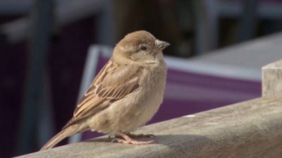 Европарламент одобрил закон о сохранении и возрождении природы