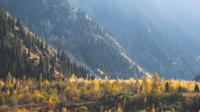 Казахстан и AFoCO укрепляют экологическое сотрудничество в лесном секторе