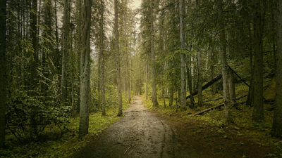 В Павлодарской области ввели полный запрет на посещение леса