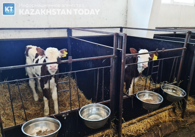 Более 8 тысяч сельхозживотных погибло из-за паводков в Казахстане&nbsp;&nbsp;