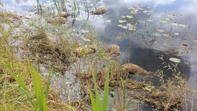 Сотни мертвых сайгаков нашли в Карагандинской области: причину их гибели назвали в Минэкологии