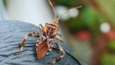 "Там уже свадьба у них": клопы в домах напугали жителей Алматы