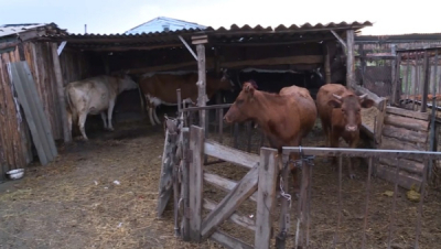 Бруцеллез выявлен в трех районах Костанайской области