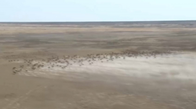 Засуха и сайгаки мешают уборочной кампании в Костанайской области