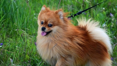 Казахстанцев возмутило предложение надевать намордники на шпицев и чихуахуа (видео)