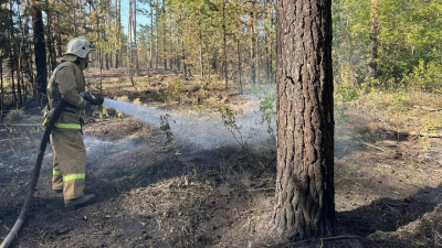 Южная Корея поможет восстановить леса в Казахстане