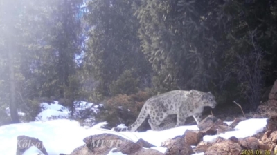 Снежные барсы попали в фотоловушку в Алматинской области (видео)