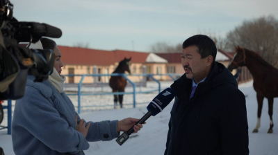 Костанайскую породу лошадей начнут возрождать в Казахстане