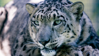Спасенного весной в Алматинской области снежного барса выпустили на волю (видео)