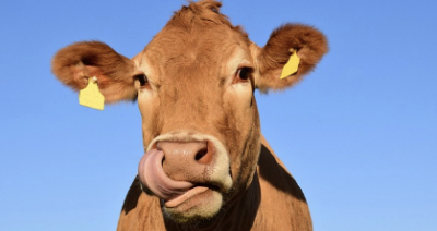 Массовый падеж скота от эмфизематозного карбункула зафиксирован в Актюбинской области