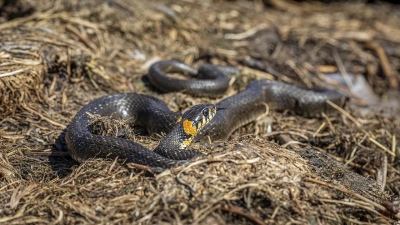Нашествие змей в Шымкенте: спасатели обратились к горожанам