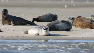 "Было два вируса": глава Минэкологии озвучила вероятную причину гибели тюленей на Каспии