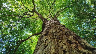 Как будут выявлять аварийные деревья, рассказали в акимате Алматы