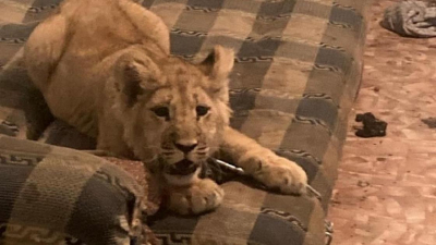 Куда делись львята "из подсобки", найденные в Алматинской области (видео)