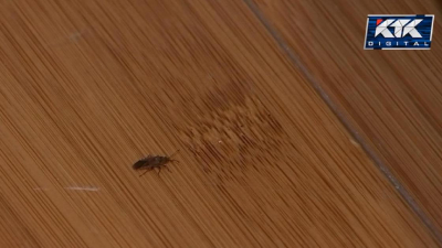 "Там уже свадьба у них": клопы в домах напугали жителей Алматы (видео)