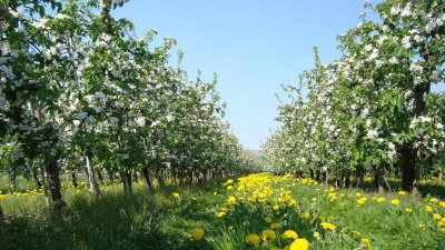 Информацию о высохших от недостатка воды деревьях прокомментировали в акимате Алматы