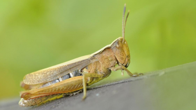 "Подбирается к поселку": полчища саранчи заполонили пастбища в Актюбинской области (видео)
