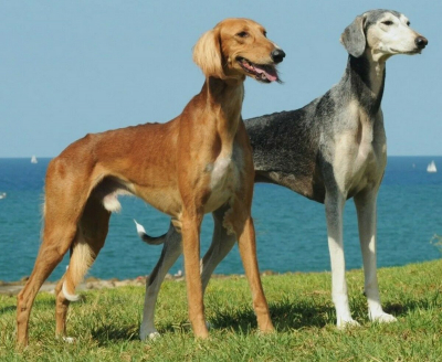 Борзая прошла через узкое горлышко