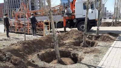 "В Алматы бы давно шум подняли": астанчан возмутило выкапывание деревьев