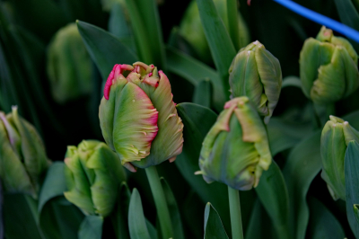 В 2023 году в Казахстан завезли цветы на $61,1 млн