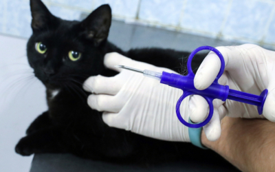 Казахстанцы выступают против чипирования домашних животных