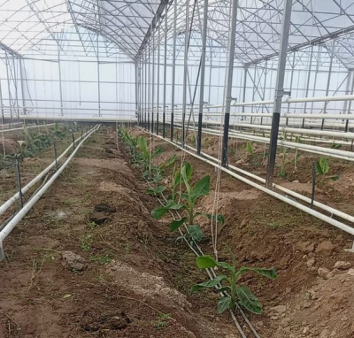 Турецкая компания будет выращивать бананы в Казахстане