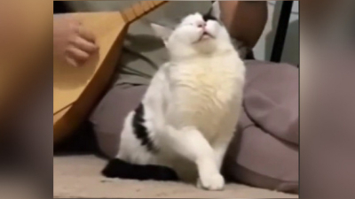 "Кот-күйші" рассмешил казахстанцев