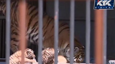 Недавно родившихся тигрят в зоопарке Караганды показал телеканал