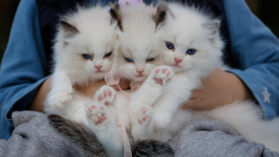 Добрался ли до Казахстана кошачий коронавирус, ответили в комитете ветконтроля