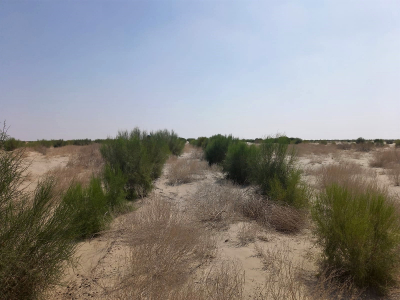 Оазис на дне Арала