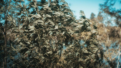 Сильный ветер и потепление пообещали в пятницу в крупнейших городах Казахстана