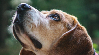 "Не заложено достаточно средств": министр экологии о проблеме с бродячими собаками