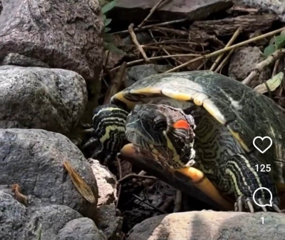 Редкий вид черепах показали в зоопарке Алматы