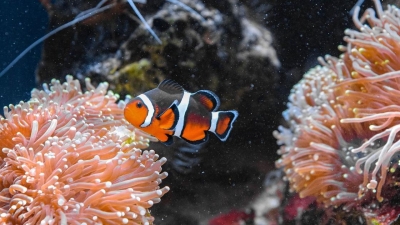 Океанарий может появиться в Алматы