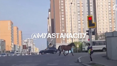 Скачущая в центре Астаны лошадь попала на видео