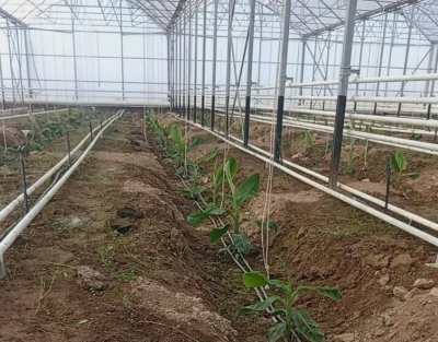 В Казахстане впервые начали выращивать бананы в промышленных масштабах