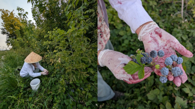 Откуда берётся ежевичное варенье