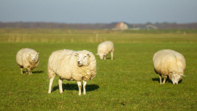 Ограничения на вывоз скота ввели в Казахстане