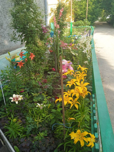 Жительница Рудного крупно поплатилась за свою любовь к цветам