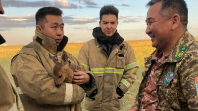 Огнеборцы спасли от пожара в Астане олененка (видео)